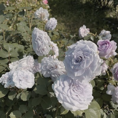 ljLVRrB5VaTWeHR (ljlvrrb5vatwehr.lens) Lens social identity (.lens handle) PFP