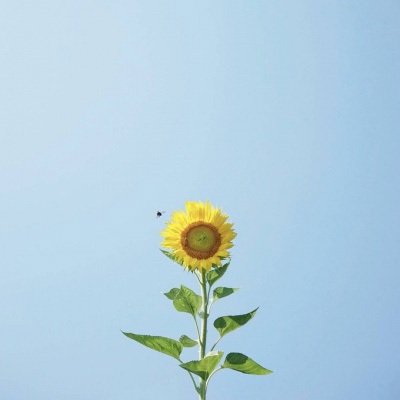 Emily (zephaniah.lens) Lens social identity (.lens handle) PFP