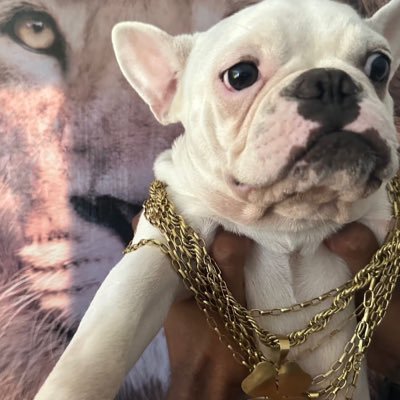 Jefinho22226290 (jefinho22226290.lens) Lens social identity (.lens handle) PFP