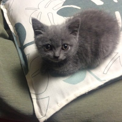 xFOH9bZFoPQN2zF (xfoh9bzfopqn2zf.lens) Lens social identity (.lens handle) PFP