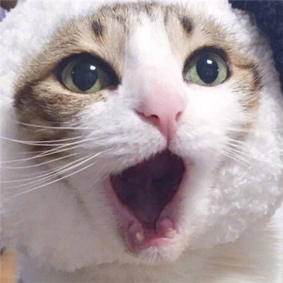 Hayley (ernestgh.lens) Lens social identity (.lens handle) PFP