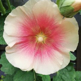 zhuyumy (zhuyumy.lens) Lens social identity (.lens handle) PFP