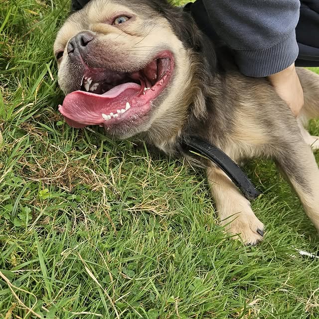 Prime Seeker (huyenbi.lens) Lens social identity (.lens handle) PFP