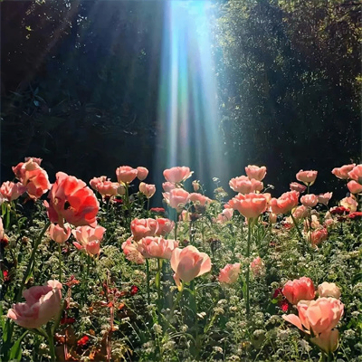 yuxiang (yuxaing.lens) Lens social identity (.lens handle) PFP