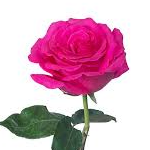 Md. Foridul Islam (morex.lens) Lens social identity (.lens handle) PFP