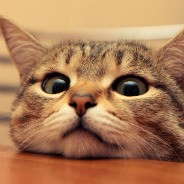 Chris (vivaldis.lens) Lens social identity (.lens handle) PFP