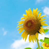 Moon (yandij.lens) Lens social identity (.lens handle) PFP