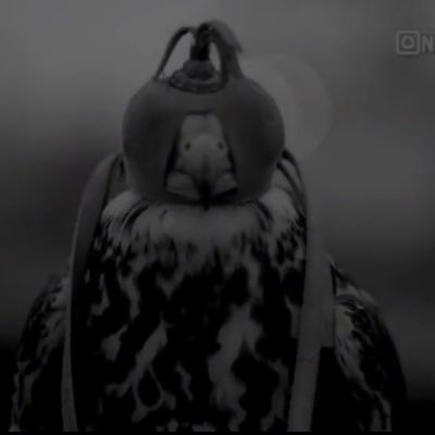 Abo_Tamim86 (32018.lens) Lens social identity (.lens handle) PFP