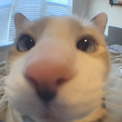 Lazy Cat (lazycat.lens) Lens social identity (.lens handle) PFP