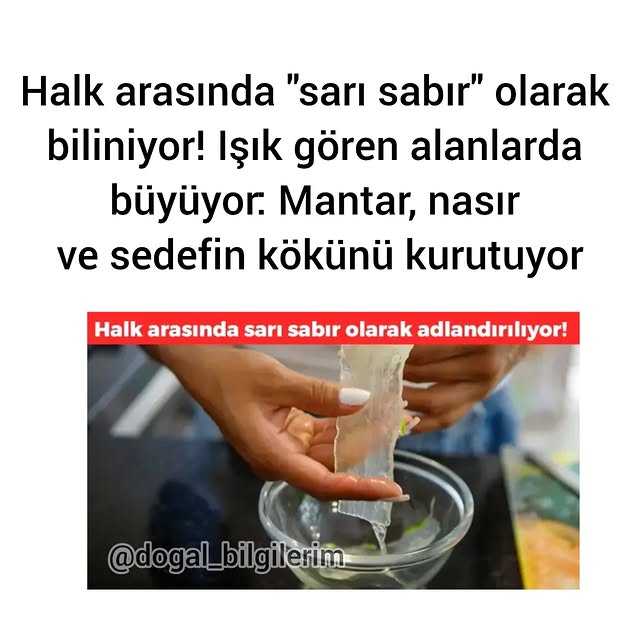 Atlas Insight (adrcntr.lens) Lens social identity (.lens handle) PFP