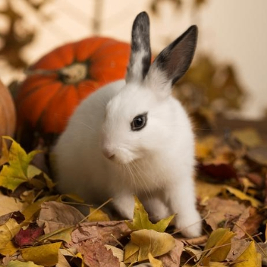 Omar Carnegie (jjjjy.lens) Lens social identity (.lens handle) PFP