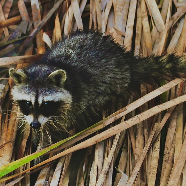 Cedric Nightingale (pgcdn.lens) Lens social identity (.lens handle) PFP