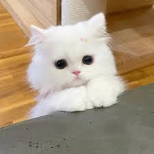 ewre (fntb6b6.lens) Lens social identity (.lens handle) PFP