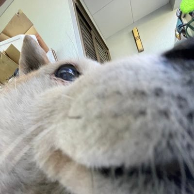 cyvek_ (cyvek.lens) Lens social identity (.lens handle) PFP