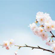 Ira (vvvvvk.lens) Lens social identity (.lens handle) PFP