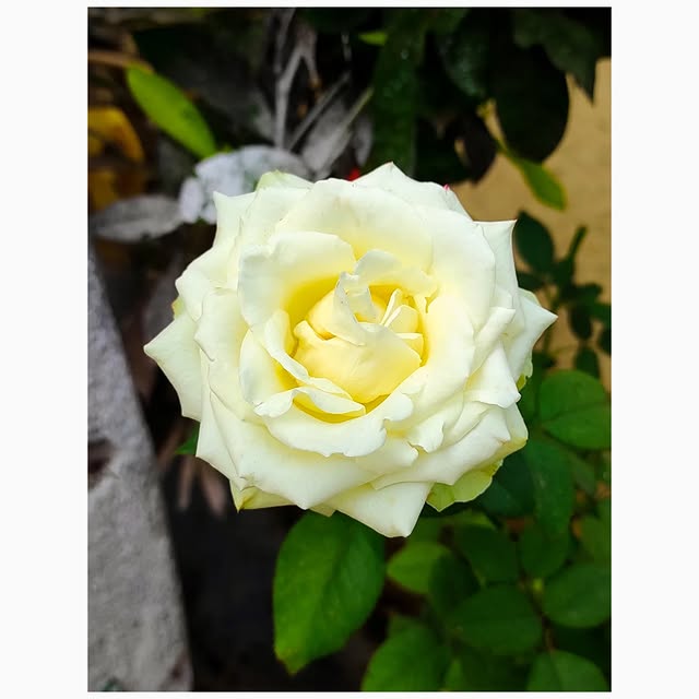 Sylvia Page (razerzone.lens) Lens social identity (.lens handle) PFP