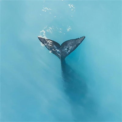 Aopuy (aapuy.lens) Lens social identity (.lens handle) PFP