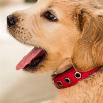 eliauk (windlou.lens) Lens social identity (.lens handle) PFP