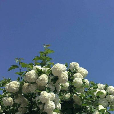 みさき (ommina.lens) Lens social identity (.lens handle) PFP