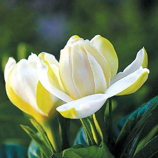 gardenias (52078.lens) Lens social identity (.lens handle) PFP