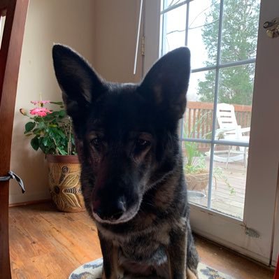 RohnkKaren (rohnkkaren.lens) Lens social identity (.lens handle) PFP