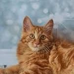 Lie (liuer.lens) Lens social identity (.lens handle) PFP