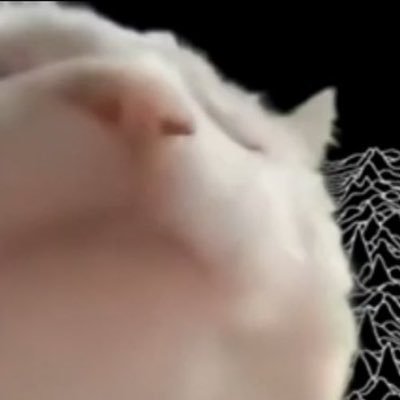 catdancingg (catdancingg.lens) Lens social identity (.lens handle) PFP