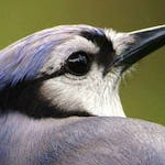 2222 (22x22.lens) Lens social identity (.lens handle) PFP