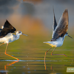 vu004 (vu004.lens) Lens social identity (.lens handle) PFP