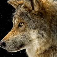 Hari (hariz47.lens) Lens social identity (.lens handle) PFP