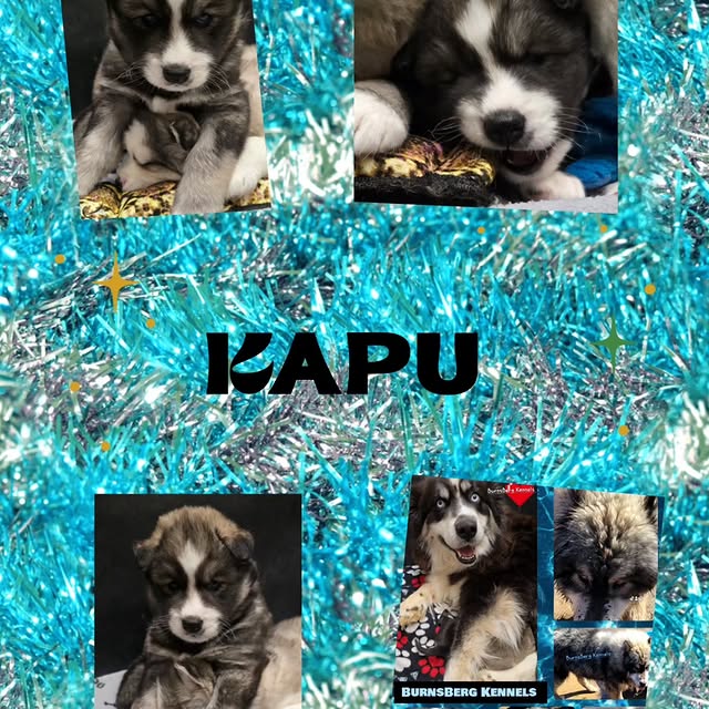 Elara Moonshadow (carmax.lens) Lens social identity (.lens handle) PFP