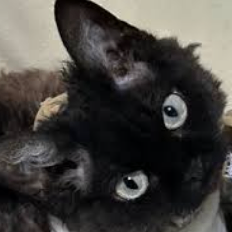 Durant (azsdfcz.lens) Lens social identity (.lens handle) PFP