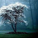 riya (two055.lens) Lens social identity (.lens handle) PFP