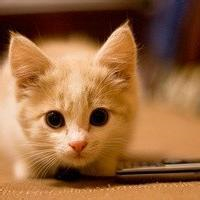 ngocphat.lens Lens social identity (.lens handle) PFP