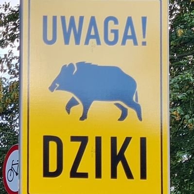 Szczesciarz_POL (szczesciarzpol.lens) Lens social identity (.lens handle) PFP