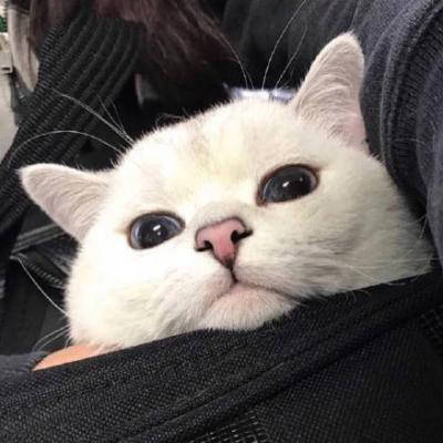 cvcvd (cvcvd.lens) Lens social identity (.lens handle) PFP