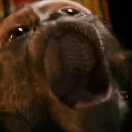 Pasha (dalbaebina1337.lens) Lens social identity (.lens handle) PFP