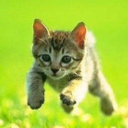 Albina (kristenter.lens) Lens social identity (.lens handle) PFP