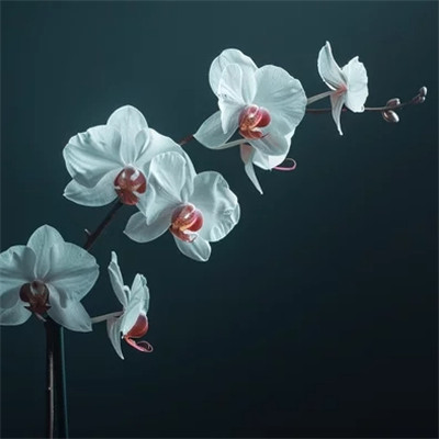 akuma (akumu.lens) Lens social identity (.lens handle) PFP