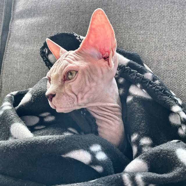 Lexi Harmon (360yield.lens) Lens social identity (.lens handle) PFP