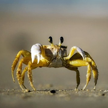 ttap2575 (ttap2575.lens) Lens social identity (.lens handle) PFP