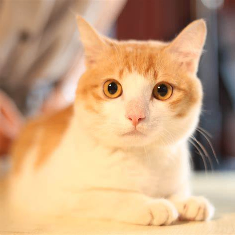 elopnor (elopnor.lens) Lens social identity (.lens handle) PFP