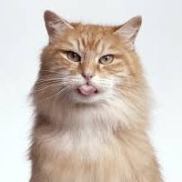 Julia (juliafrancosed.lens) Lens social identity (.lens handle) PFP