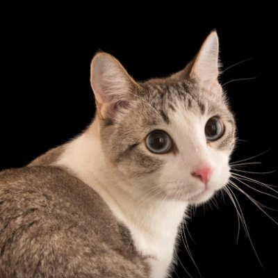 Ddonggb (hcxhhu.lens) Lens social identity (.lens handle) PFP