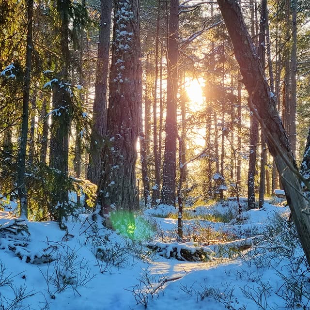 Harmon Wakefield (webmd.lens) Lens social identity (.lens handle) PFP