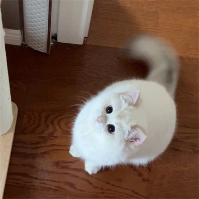 haowa (howax.lens) Lens social identity (.lens handle) PFP