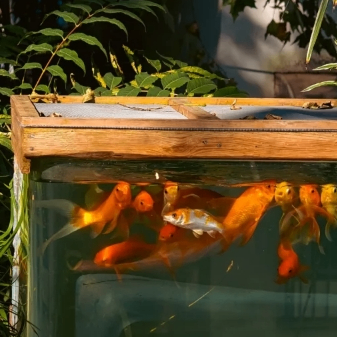 rihannana (rihannana.lens) Lens social identity (.lens handle) PFP