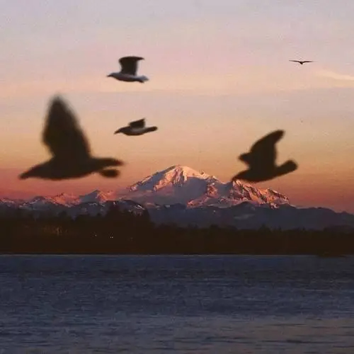 kalocree (kalohcree.lens) Lens social identity (.lens handle) PFP