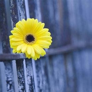 bcpfftb (bcpfftb.lens) Lens social identity (.lens handle) PFP