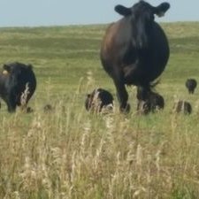 BuckBecker3 (buckbecker3.lens) Lens social identity (.lens handle) PFP